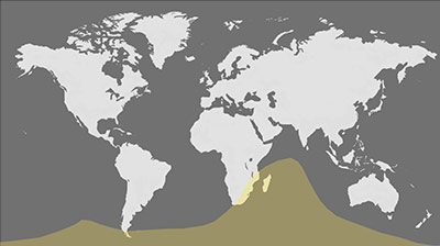 February 17, 2026 - Annular Solar Eclipse